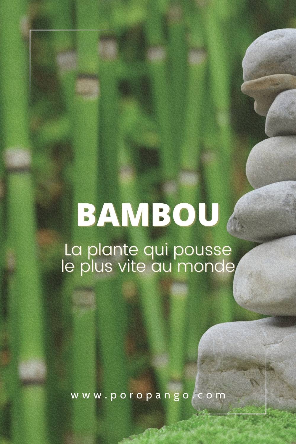 Bambou - La plante qui pousse le plus vite au monde