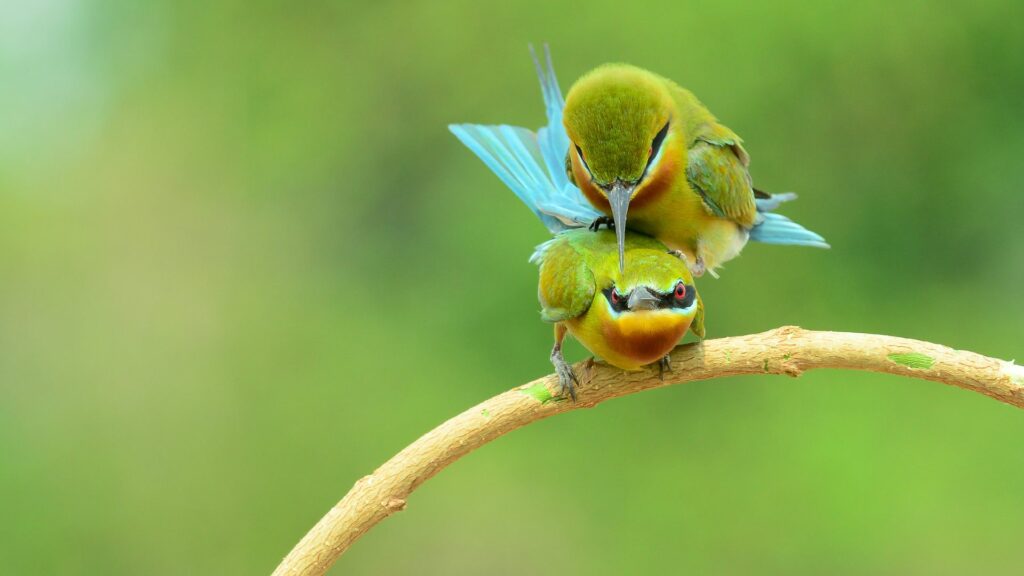 saint valentin