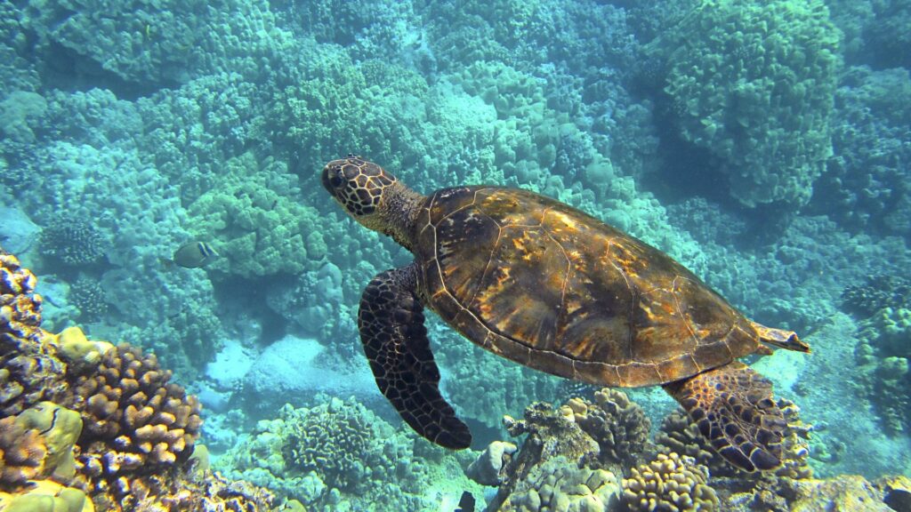 Tortue de mer - Hawaï