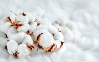 Coton : L&rsquo;or blanc