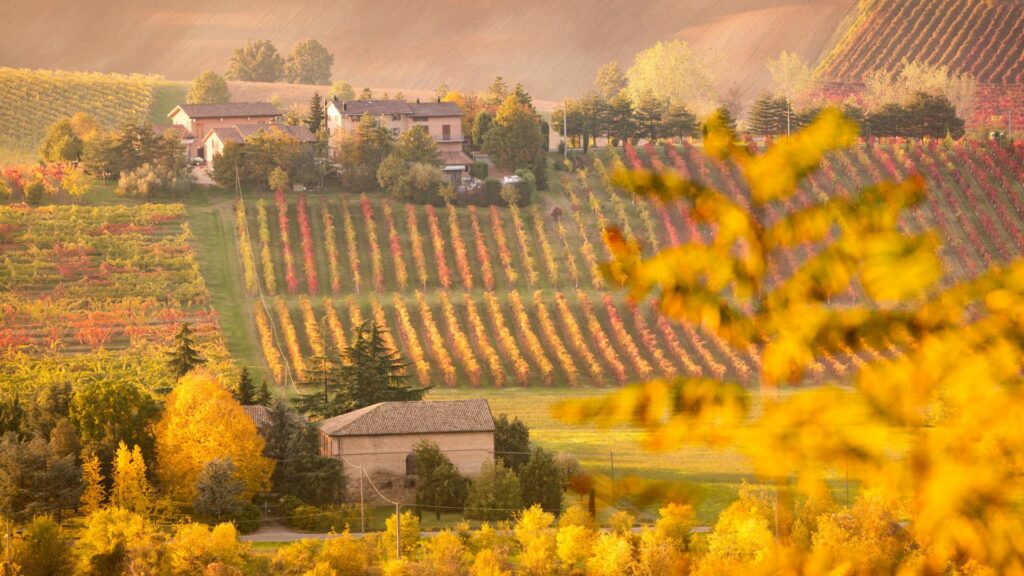 Vignobles en automne - France