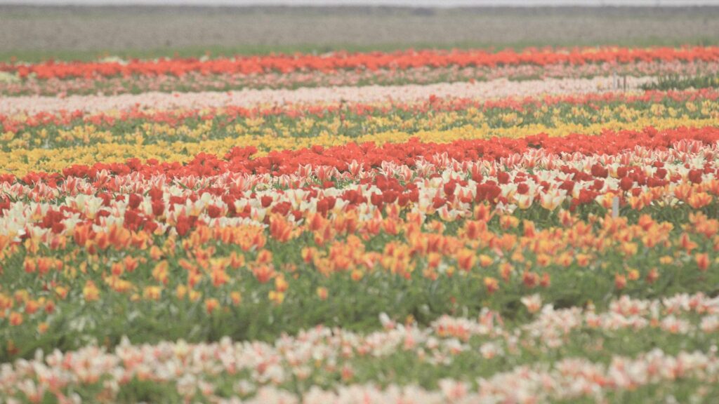 Keukenhof - Pays-Bas