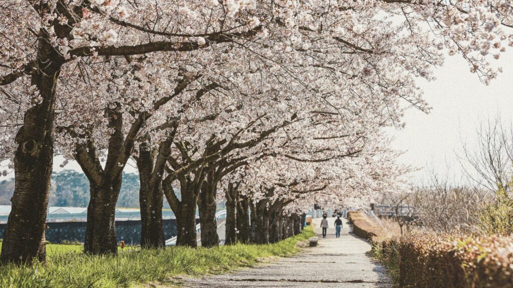 Cerisiers - Japon