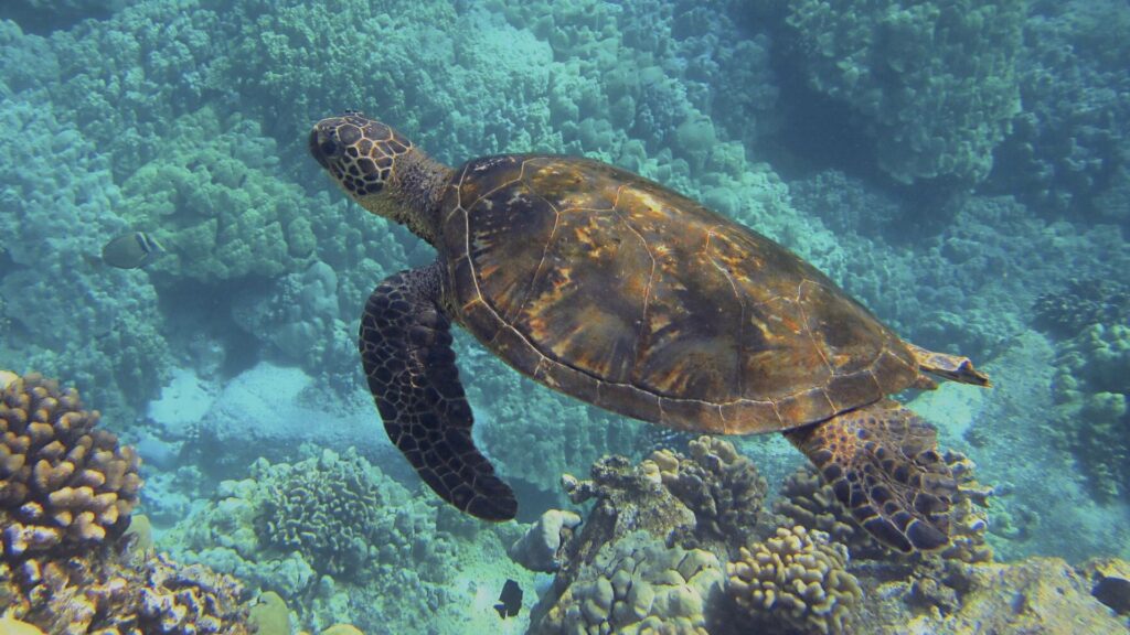 Tortue de mer