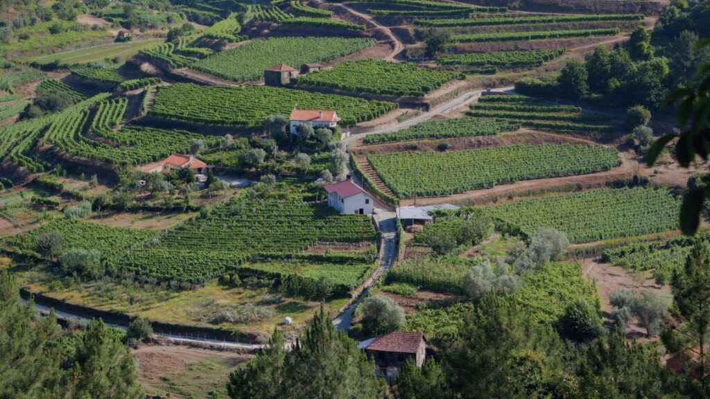 Vue panoramique des vignobles en terrasses de la vallée du Douro