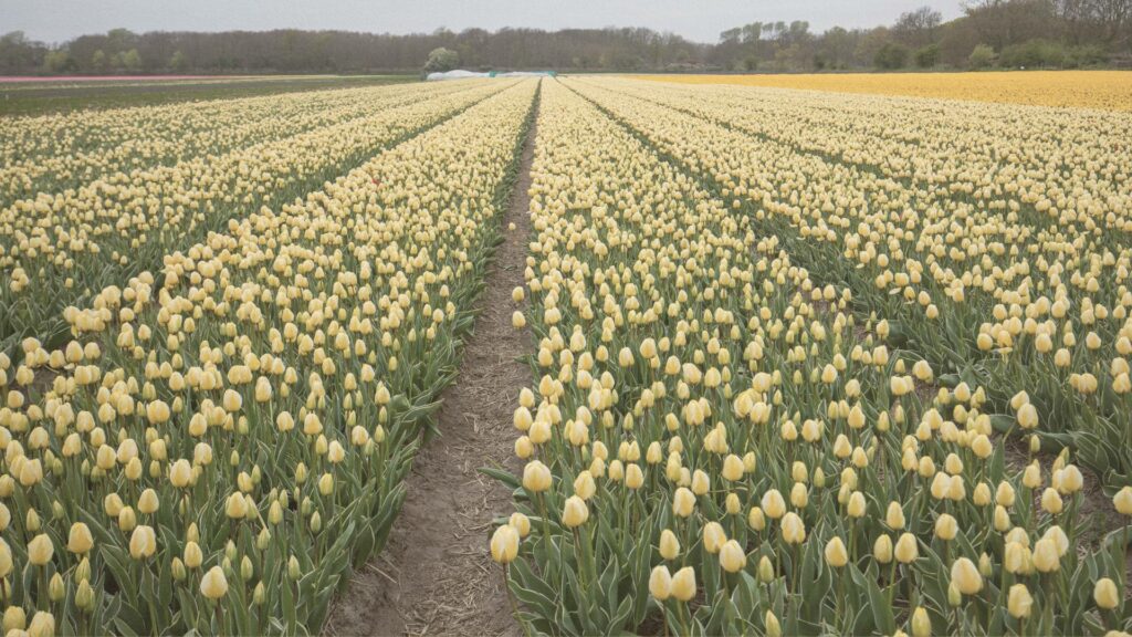 Naarden, Pays-Bas : Champs de tulipes en fleurs.